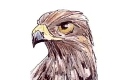 Sparrowhawke 3D Logo
